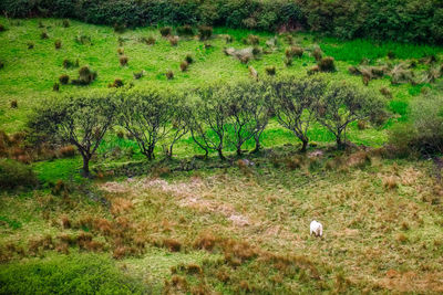 Birds grazing on field