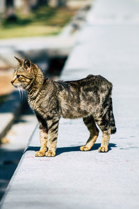 Side view of a cat looking away on road