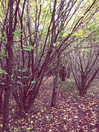 Full frame shot of tree