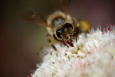 Macro shot of bee pollinating on flower