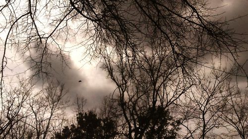 Low angle view of bare trees against sky