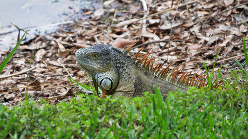 Close-up of a reptile on field