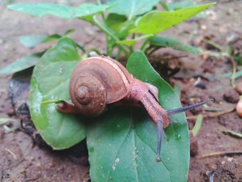 Close-up of snail on leaf