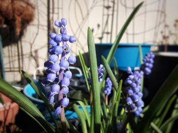 Close-up of purple flowering plants