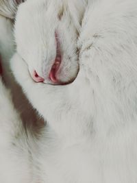 Close-up of cat sleeping