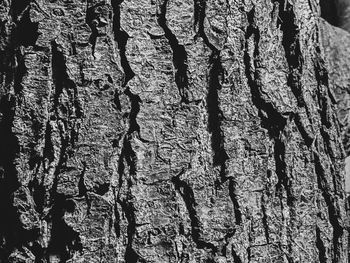 Full frame shot of tree trunk