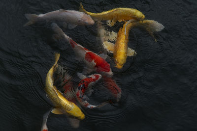 High angle view of duck swimming in lake