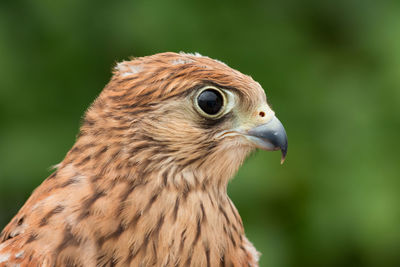 Close-up of a bird looking away