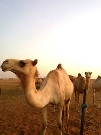 Camels at desert