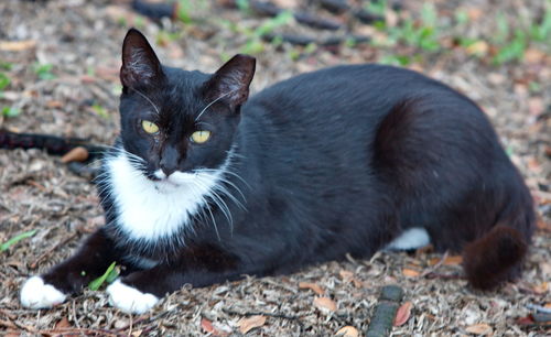 Portrait of a cat on field