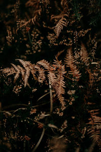 Close-up of pine tree