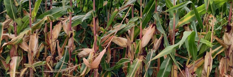 Close-up of plants