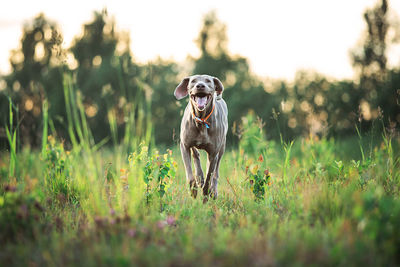 Portrait of dog running on field