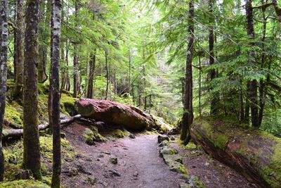 Footpath passing through forest