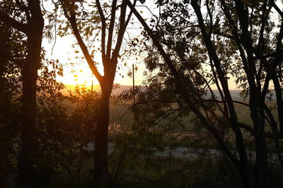 Silhouette trees in forest during sunset