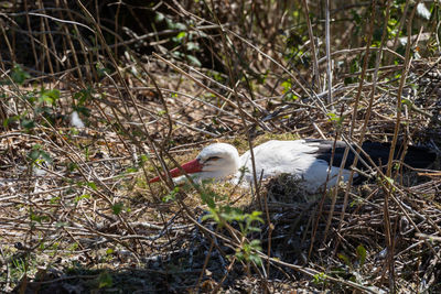 Side view of bird in nest