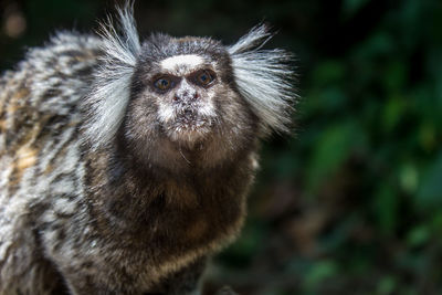 Close-up portrait of lemur