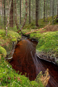Stream flowing amidst trees in forest