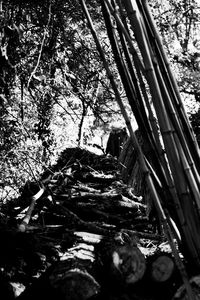 Low angle view of trees in forest