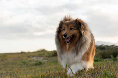 Dog looking away on field