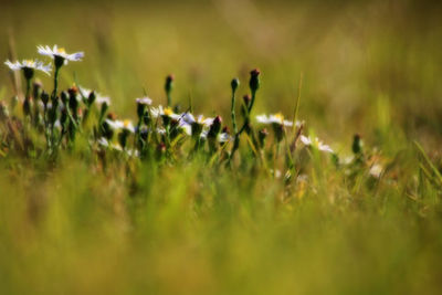 Close-up of plant growing on field