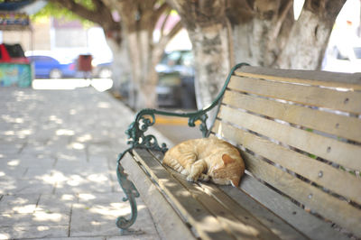 Cat sleeping on bench