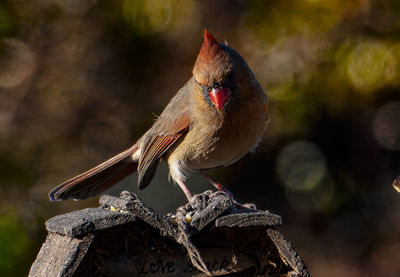 Northern cardinal on the roof of a birdhouse