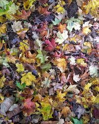 Full frame shot of multi colored leaves