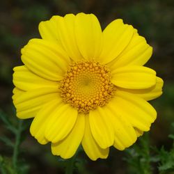 Close-up of yellow flower blooming outdoors