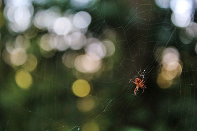 Close-up of spider on web