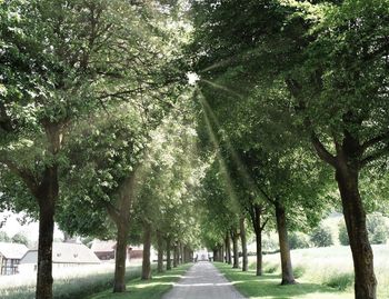 View of trees in park