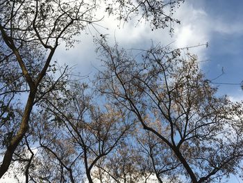 Low angle view of trees against sky