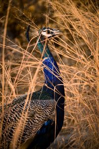 Close-up of a bird on a field