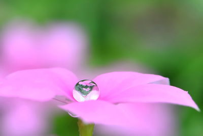 Close-up of pink rose flower