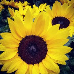 Close-up of sunflower blooming outdoors