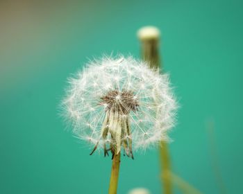 Close-up of dandelion against blue sky