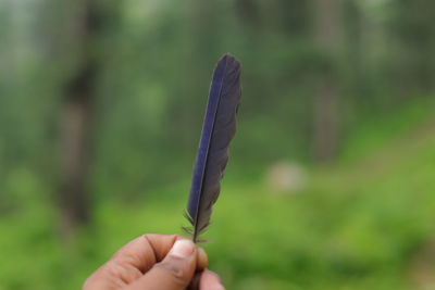 Close-up of hand holding feather