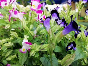 Close-up of purple flowering plants