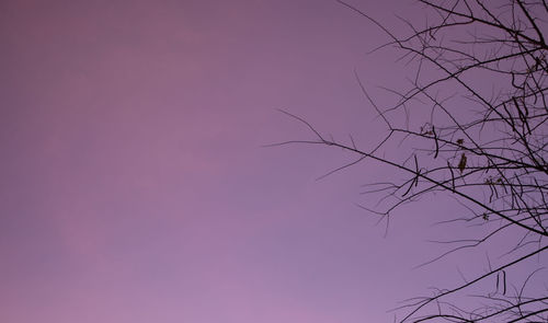 Low angle view of tree against clear sky