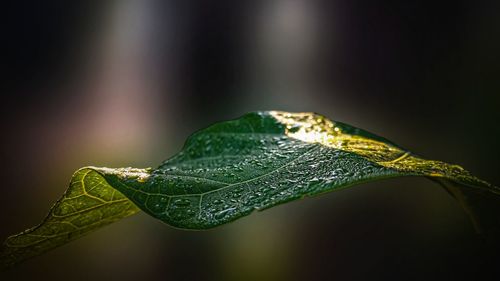 Close-up of green leaves