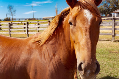 Horse in ranch