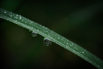 Close-up of water drops on blade of plant