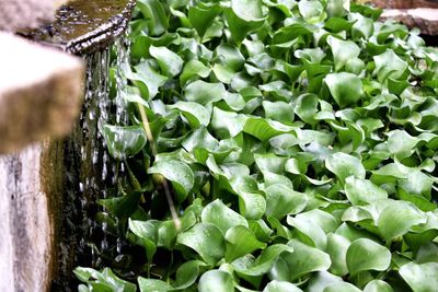 Close-up of hand holding leaf in water