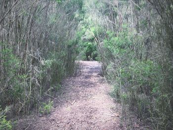 Walkway amidst grass against trees