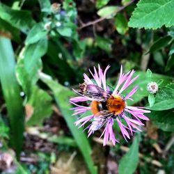 Close-up of purple flower