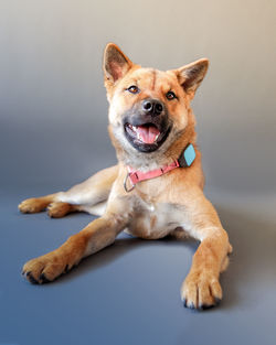 Portrait of dog sitting against gray background