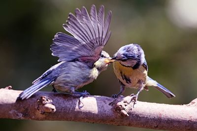 High angle view of birds perching