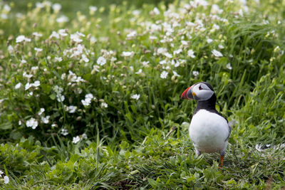 Close-up of bird perching on field