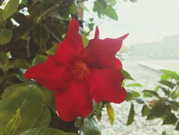 Close-up of red hibiscus blooming outdoors