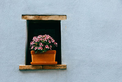 Close-up of flowers blooming against window